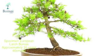 Larch Bonsai Tree Specimen [upl. by Katrina556]