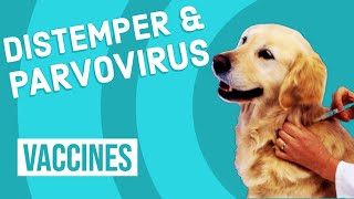 Canine Distemper amp Parvovirus Vaccine [upl. by Bamford]