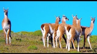 GUANACO QUE GRITATORRES DEL PAINE2013 [upl. by Milewski]