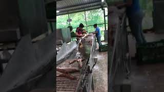 Proceso de parafinado de yuca [upl. by Hairahcez]