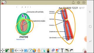 Cell division meiosis 1 prophase Ileptotene Zygotenepachytene diplotene and diakinesis [upl. by Ehav499]