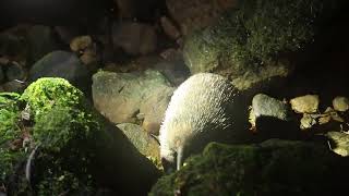 Wild Western Longbeaked Echidna Zaglossus bruijni [upl. by Kelci539]