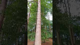 Tall Pine tree near Rivington lower barn UK wild nature countryside outdoors [upl. by Einnod]