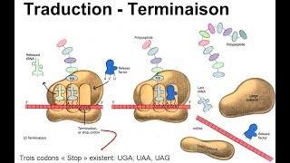 هآآم جدا Traduction terminaison [upl. by Aratal]