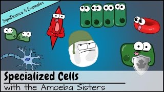 Specialized Cells Significance and Examples [upl. by Aihtnys]