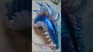 Glaucus AtlanticusDeadly Blue Dragon 🐉🌊BlueDragon OceanFacts SeaCreatures didyouknow funfacts [upl. by Oleg]