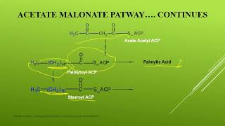 acetate malonate pathway [upl. by Nwahsal724]