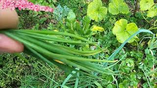 Harvesting myoga ginger and making miso soup [upl. by Schiff]