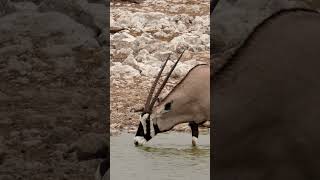 Oryx at Etosha National Park Namibia [upl. by Tecu]