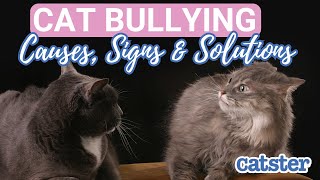 Cat Bullying 101 What You Need To Know [upl. by Jeremiah]