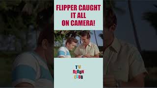 Flipper exposes the real thief 🐬 TVRerunClub Flipper Adventure [upl. by Prober176]