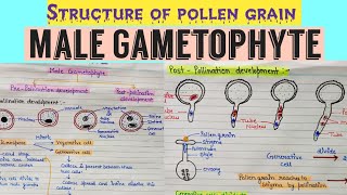 Development of malegametophyte Structure of male gametophyte  Structure of pollen grain angiosperm [upl. by Aronel287]