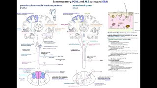 Exemplar Neuroscience L050 PCML o ALS [upl. by Nyletac]