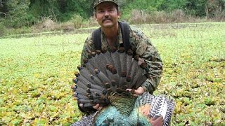 Ocellated Turkey Campeche Mexico [upl. by Abocaj]