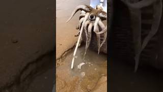 Animal Raro Encontrado en la Playa 😨 [upl. by Mcnutt]