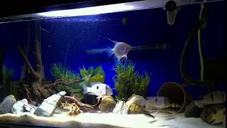 Guianacara Fish tank Timelapse [upl. by Selway159]