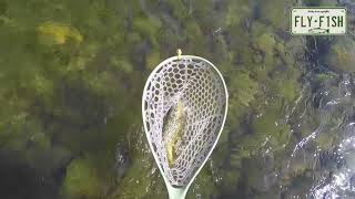 Fly Fishing  Willowemoc Beaverkill Roscoe NY [upl. by Lorine]