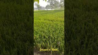 Dhaan ki kheti gaon ka Drishya trendingshorts viralvideo vlog cg kheti [upl. by Isabelita]