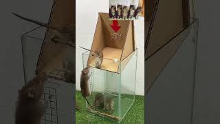 Clever bucket trap for mice [upl. by Adliwa545]