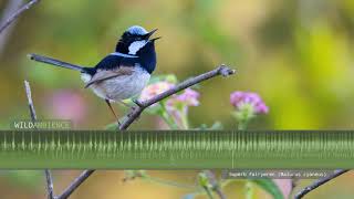 Superb Fairywren Calls amp Song [upl. by Connett]