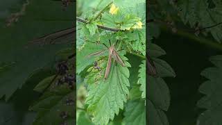 A Cranefly or Daddy Longlegs This is Tipula paludosa the Meadow Whitestripe [upl. by Ailahtan]