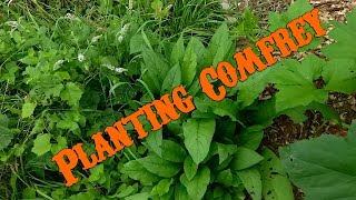 Planting Comfrey over 50 plants from 1 Root [upl. by Akemahs]