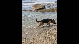 Soothing sounds of the ocean with Athena the GSD gsd gsdpuppy batemansbay beach [upl. by Ruthanne159]