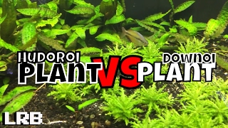 🔴 Plant Vs Plant Downoi Helferi Vs Cryptocoryne Hudoroi [upl. by Pacian]