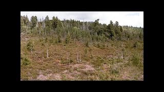 Lepidothamnus fonckii o ciprés enano en Parque Nacional Alerce Costero 4k [upl. by Gui137]