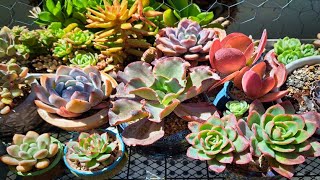 Succulents How to Grow the Best Colors [upl. by Nilesoj]