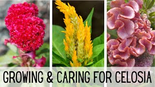 Growing amp Caring For Celosia 🌺🌺  Celosia Flower  Starting Celosia From Seed  Cockscomb Celosia [upl. by Idelia]