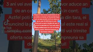 Vrei o plantatie cu Paulownia Local sau diaspora Contacteazane neaparat la 0040754752607 [upl. by Hock]