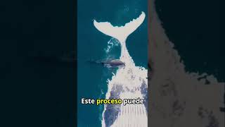 El Impacto de una Ballena al Descomponerse en el Océano shorts ballenas curiosidades [upl. by Namolos]