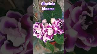 Awesome Gloxinia shortsshortvideoshortsvideo youtubeshorts ytshortsindiashortsfeed [upl. by Bleier606]