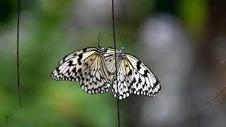 beautiful butterflies 美麗的蝴蝶 butterfly nature insect butterflyphotography 蝴蝶 relaxing [upl. by Carol-Jean]