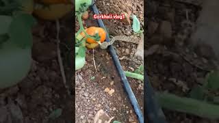 Snake Eats a Tomato This Unbelievable Moment Is a MustSee viralvideo [upl. by Mirilla]