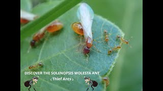 DISCOVER THE SOLENOPSIS MOLESTA ANT IN CANADA EVERYTHING YOU NEED TO KNOW [upl. by Chao]