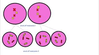 MITOSIS MEIOSIS AND THE CELL CYCLE [upl. by Mackey]