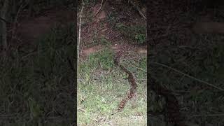 Reticulated python relocated and released [upl. by Airretal934]