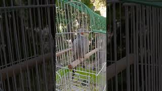 Cockatiel in the yard He is three months old [upl. by Esirahs]