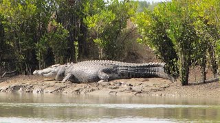 SALTWATER CROCODILE KILLS Australian man crazy story from 2021 [upl. by Natek]