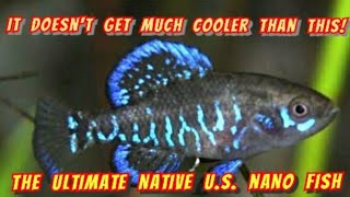 Discover The Pygmy Gulf Coast Sunfish Elassoma Gilberti  The Best Native Nano Fish in The USA [upl. by Negris901]