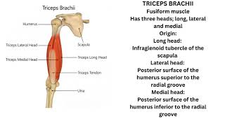 Triceps brachii and Anconeus muscle [upl. by Socem]