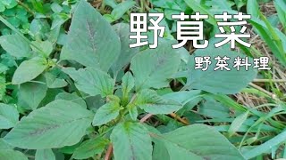 野莧菜有兩種，你分得清楚嗎？ Amaranthus viridis amp Amaranthus spinosus [upl. by Alvie]