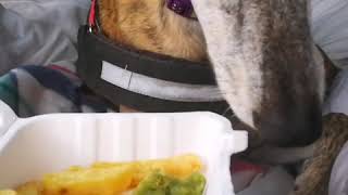 Greyhound tries fish amp chips [upl. by Otrebmuh]