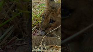 Two small lion cubs enjoying the meat of a buffalo kill lowerzambezinationalpark africa zambia [upl. by Naeruat647]