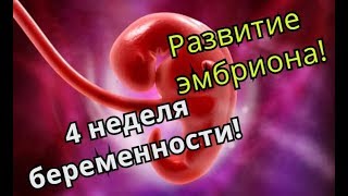 Календарь беременности 4 неделя беременности ч 1 Развитие эмбриона [upl. by Anayrb]