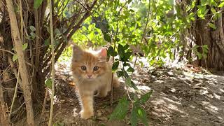 Funny Kittens Meowing Compilation 2024 [upl. by Nolyak]