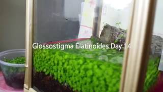 Glossostigma Elatinoides Project Pt 5 [upl. by Amalle]