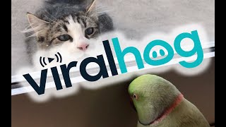 Parrot Plays PeekaBoo with Neighbors Cat  ViralHog [upl. by Adnawat]